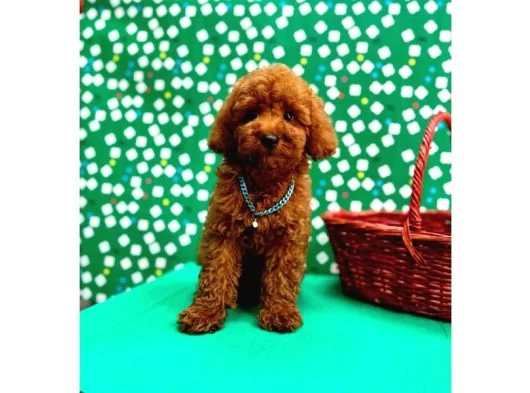 Poodle Bebeklerimiz galeri görseli
