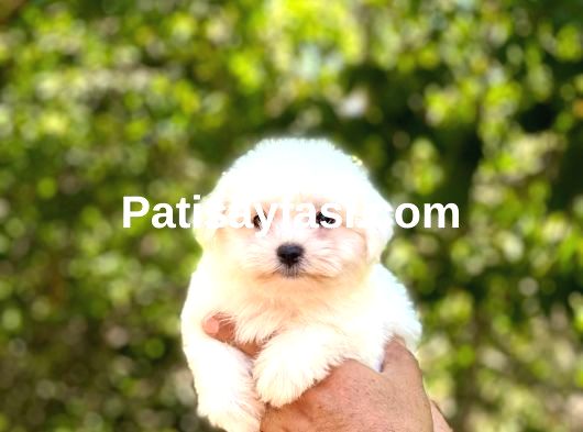 Maltese Terrier Yavrularım
