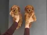 Aileye Uygun, Sosyal Ve Sevimli Toy Poodle Yavrusu
