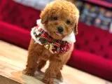 Görenlerin Hayran Kaldığı Toy Poodle Yavrularımız