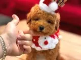 Görenlerin Hayran Kaldığı Toy Poodle Yavrularımız galeri görseli 2