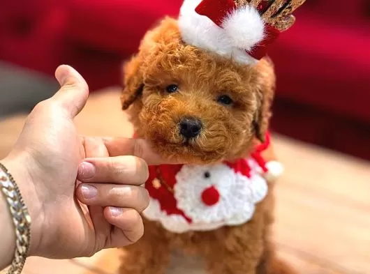 Görenlerin Hayran Kaldığı Toy Poodle Yavrularımız galeri görseli