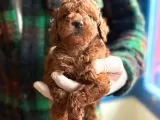 Sevimli Toy Poodle Yavrularımız Yeni Ailesini Bekliyor galeri görseli 2