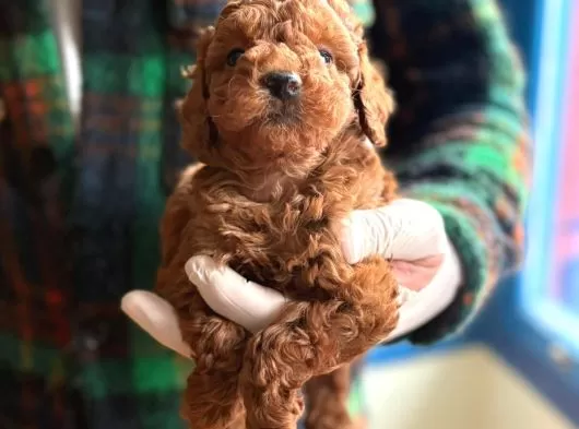 Sevimli Toy Poodle Yavrularımız Yeni Ailesini Bekliyor galeri görseli