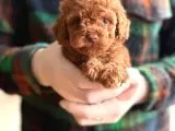 Sevimli Toy Poodle Yavrularımız Yeni Ailesini Bekliyor galeri görseli 3