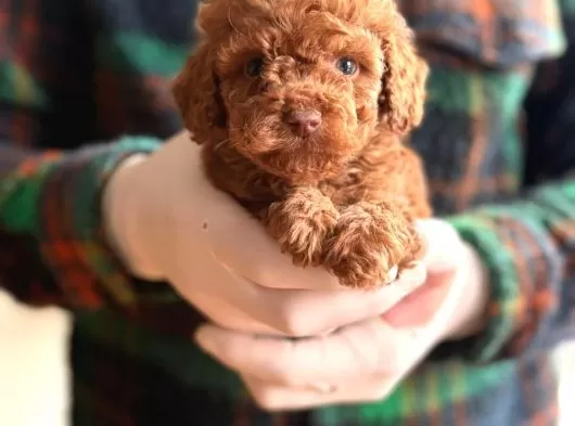 Sevimli Toy Poodle Yavrularımız Yeni Ailesini Bekliyor galeri görseli