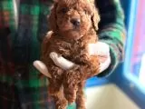 Sevimli Toy Poodle Yavrularımız Yeni Ailesini Bekliyor galeri görseli 4