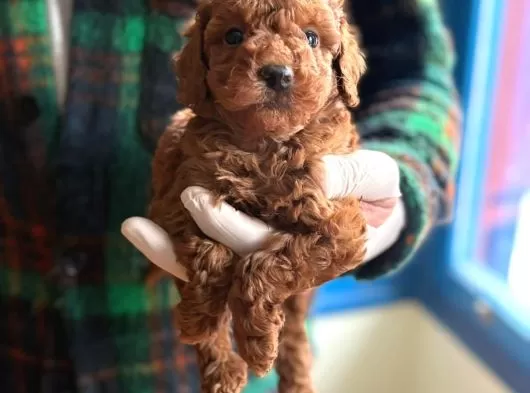 Sevimli Toy Poodle Yavrularımız Yeni Ailesini Bekliyor galeri görseli