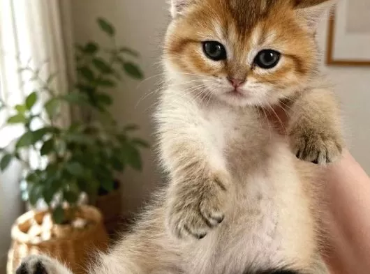 Safkan British Shorthair Golden Tabby Dişi Yavru galeri görseli