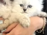 Erkek British Long Hair Cins Kedi galeri görseli 2