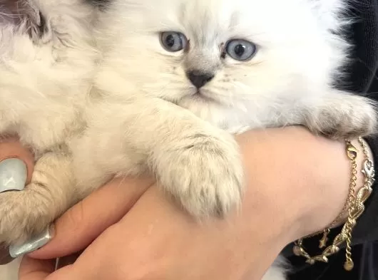 Erkek British Long Hair Cins Kedi galeri görseli