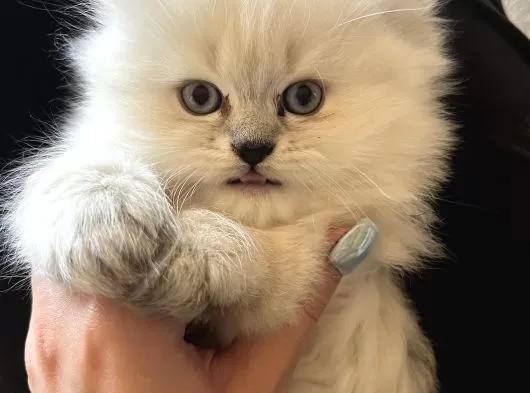 Erkek British Long Hair Cins Kedi