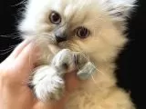 Dişi British Long Hair Cins Kedi galeri görseli 2