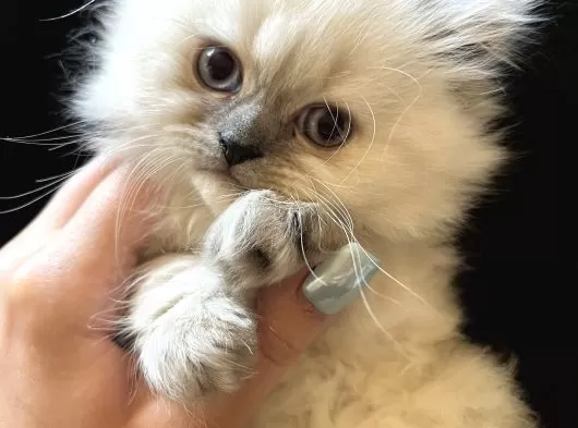 Dişi British Long Hair Cins Kedi galeri görseli