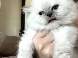 Dişi British Long Hair Cins Kedi galeri görseli 3