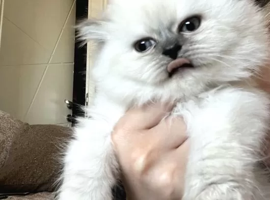 Dişi British Long Hair Cins Kedi galeri görseli
