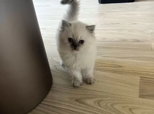 Dişi British Long Hair Cins Kedi