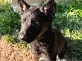 Solid Black Ve Bicolar Alman Kurdu Yavruları galeri görseli 2