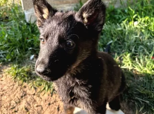 Solid Black Ve Bicolar Alman Kurdu Yavruları galeri görseli