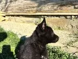 Solid Black Ve Bicolar Alman Kurdu Yavruları galeri görseli 3