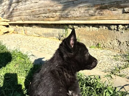Solid Black Ve Bicolar Alman Kurdu Yavruları galeri görseli