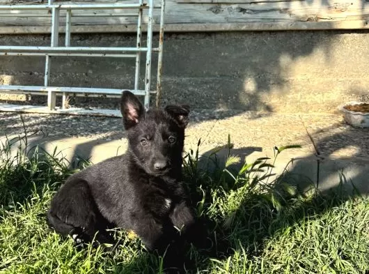 Solid Black Ve Bicolar Alman Kurdu Yavruları