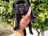 A Kalite French Bulldog Yavruları galeri görseli 2