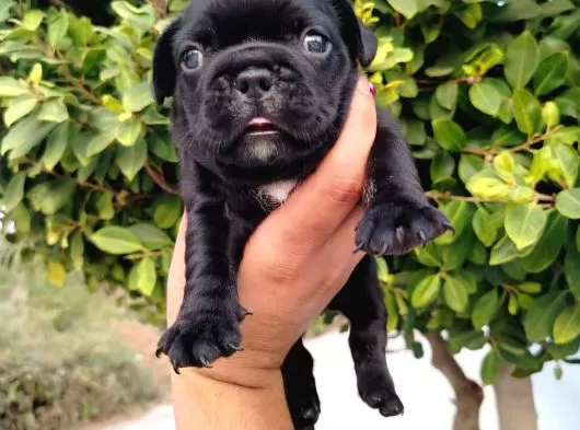A Kalite French Bulldog Yavruları galeri görseli