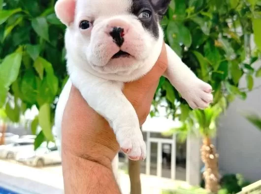 A Kalite French Bulldog Yavruları