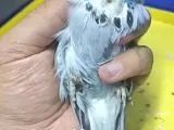 Üst Düzey Sow Yavrular