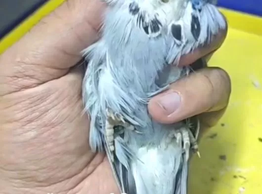 Üst Düzey Sow Yavrular