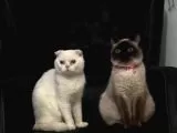 Tatlı Siyam Scottish Fold İran Yavru Ailelerini Arıyor