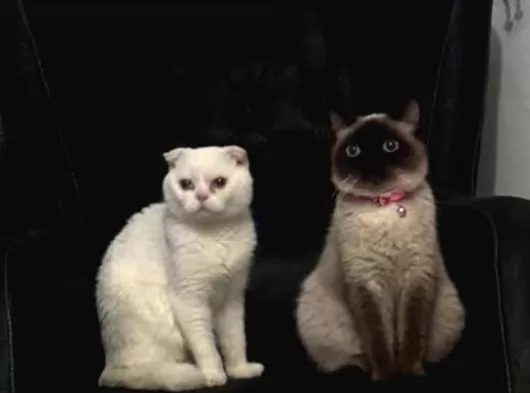 Tatlı Siyam Scottish Fold İran Yavru Ailelerini Arıyor