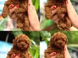 Aşılı Yavru Toy Poodle Yeni Yuvasını Arıyor galeri görseli 1