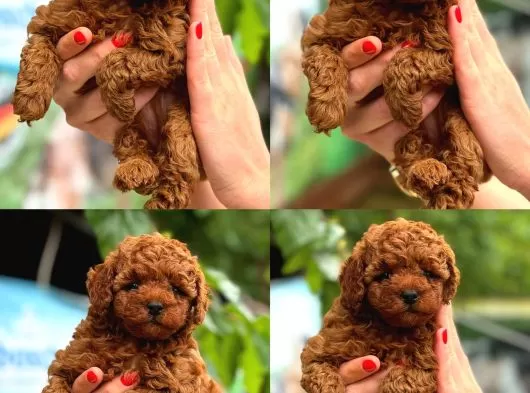 Aşılı Yavru Toy Poodle Yeni Yuvasını Arıyor