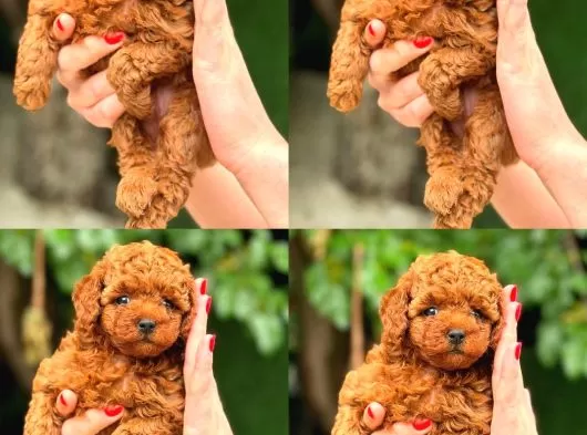 Aşılı Yavru Toy Poodle Yeni Yuvasını Arıyor galeri görseli