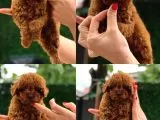 Aşılı Yavru Toy Poodle Yeni Yuvasını Arıyor galeri görseli 3