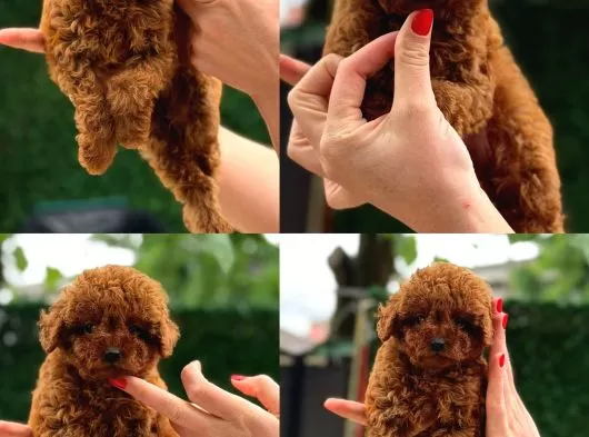 Aşılı Yavru Toy Poodle Yeni Yuvasını Arıyor galeri görseli