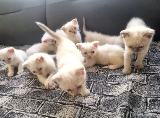 Tatlı Siyam Scottish Fold İran Yavru Ailelerini Arıyor galeri görseli