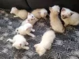 Tatlı Siyam Scottish Fold İran Yavru Ailelerini Arıyor galeri görseli 3