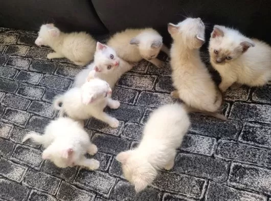 Tatlı Siyam Scottish Fold İran Yavru Ailelerini Arıyor galeri görseli