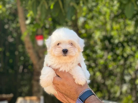 Maltese Terrier Yavrularım