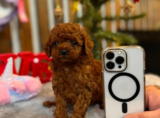 Teacup Poodle Yavrularımız