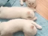 British Shorthair galeri görseli 3
