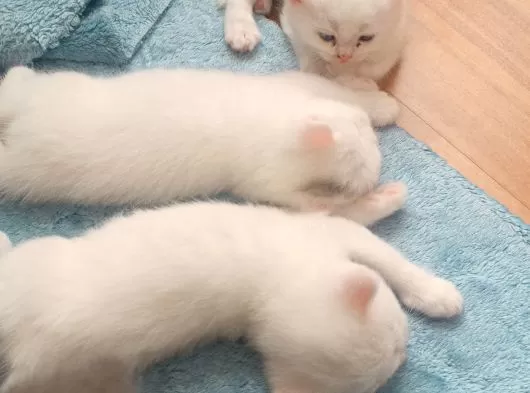 British Shorthair galeri görseli