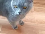 British Shorthair galeri görseli 2
