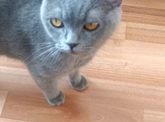 British Shorthair galeri görseli